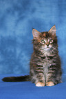 Maine Coon Kitten