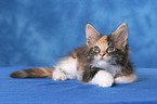 Maine Coon Kitten