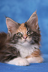 Maine Coon Kitten