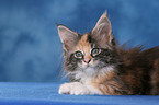 Maine Coon Kitten