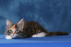 Maine Coon Kitten