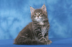 Maine Coon Kitten