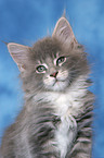 Maine Coon Kitten