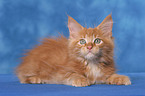 Maine Coon Kitten