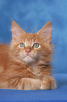 Maine Coon Kitten