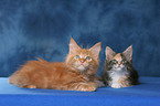 2 Maine Coon Kitten