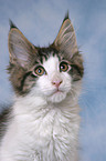 Maine Coon Kitten