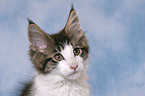 Maine Coon Kitten