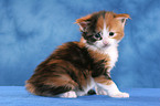 Maine Coon Kitten