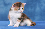 Maine Coon Kitten