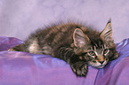 Maine Coon Kitten