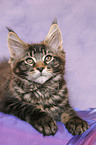 Maine Coon Kitten