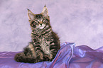 Maine Coon Kitten