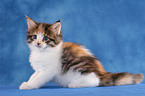 Maine Coon Kitten