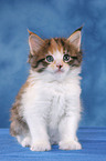 Maine Coon Kitten