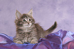 Maine Coon Kitten