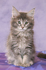 Maine Coon Kitten