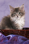 Maine Coon Kitten