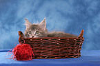 Maine Coon Kitten