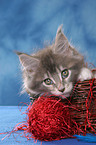 playing Maine Coon Kitten