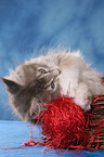 playing Maine Coon Kitten