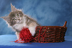 playing Maine Coon Kitten