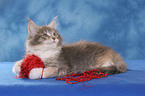 playing Maine Coon Kitten