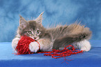 playing Maine Coon Kitten