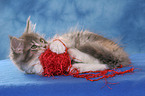 playing Maine Coon Kitten