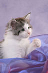 Maine Coon Kitten