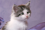 Maine Coon Kitten