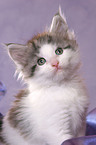 Maine Coon Kitten