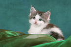 Maine Coon Kitten