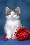 Maine Coon Kitten