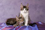 2 Maine Coon Kitten