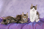 3 Maine Coon Kitten