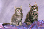 2 Maine Coon Kitten