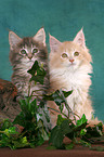 2 Maine Coon Kitten