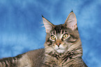 young Maine Coon tomcat