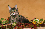 young Maine Coon tomcat