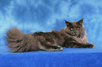 lying Maine Coon tomcat