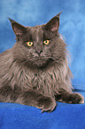 lying Maine Coon tomcat