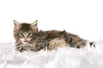 lying Maine Coon kitten