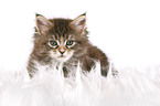 lying Maine Coon kitten