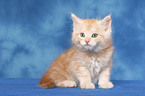 sitting Maine Coon kitten