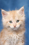 Maine Coon kitten Portrait