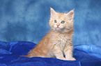 sitting Maine Coon kitten