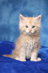 sitting Maine Coon kitten