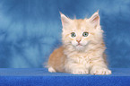 lying Maine Coon kitten