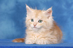 lying Maine Coon kitten